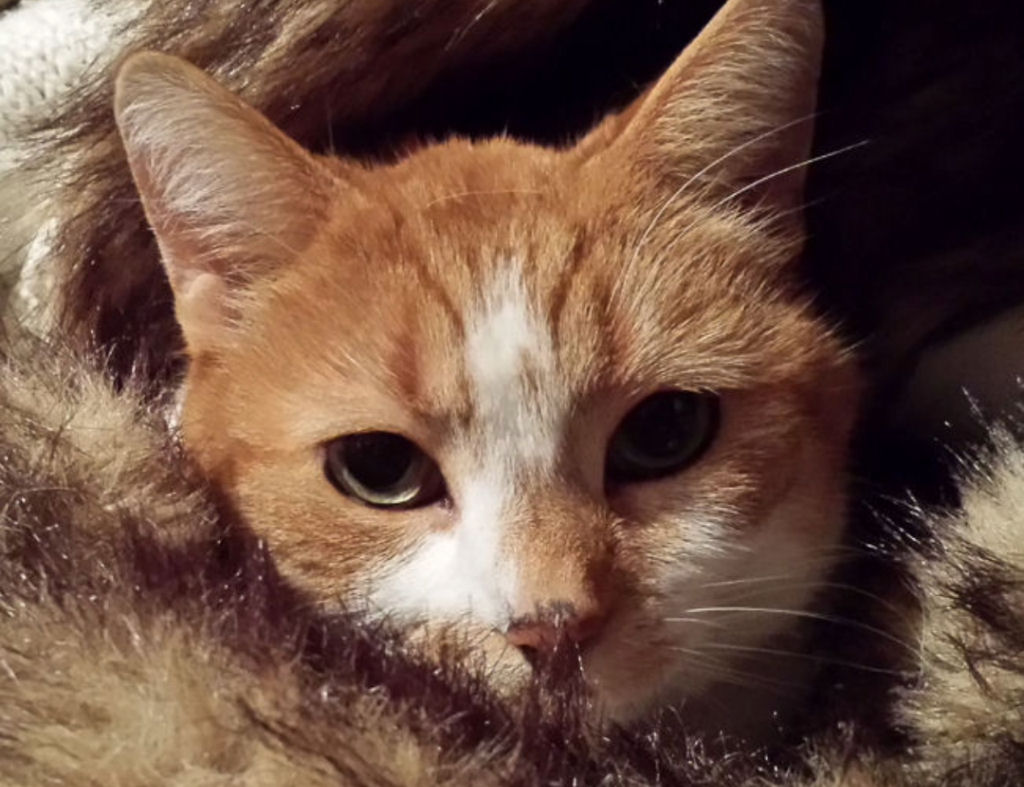 R.I.P. Miss Poes